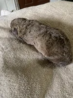 6, a female Chesapeake Bay Retriever for sale in Beldenville, WI – 1 of 2