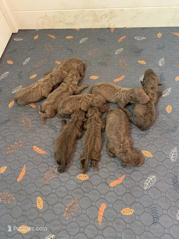 Litter of 9 – Chesapeake Bay Retriever puppy for sale in Beldenville, WI