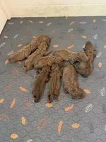 Litter of 9, a female Chesapeake Bay Retriever for sale in Beldenville, WI – 1 of 1