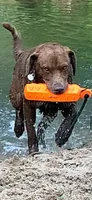 Tug, a male Chesapeake Bay Retriever for sale in Beldenville, WI – 4 of 7