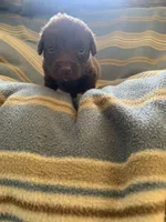 Orange , a male Chesapeake Bay Retriever for sale in Beldenville, WI – 2 of 4