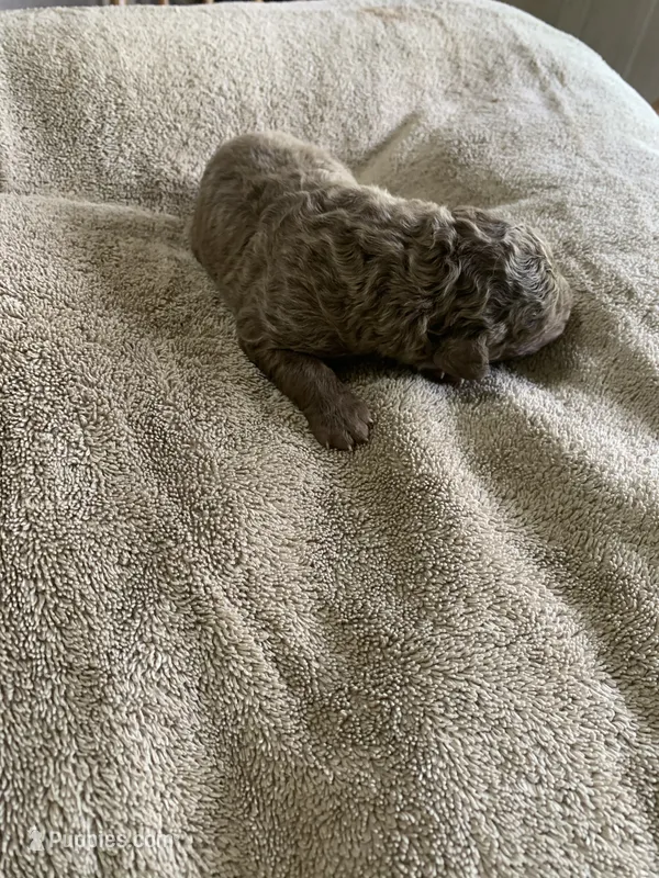 9 – Chesapeake Bay Retriever puppy for sale in Beldenville, WI