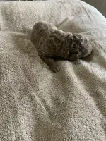 9, a female Chesapeake Bay Retriever for sale in Beldenville, WI – 1 of 2