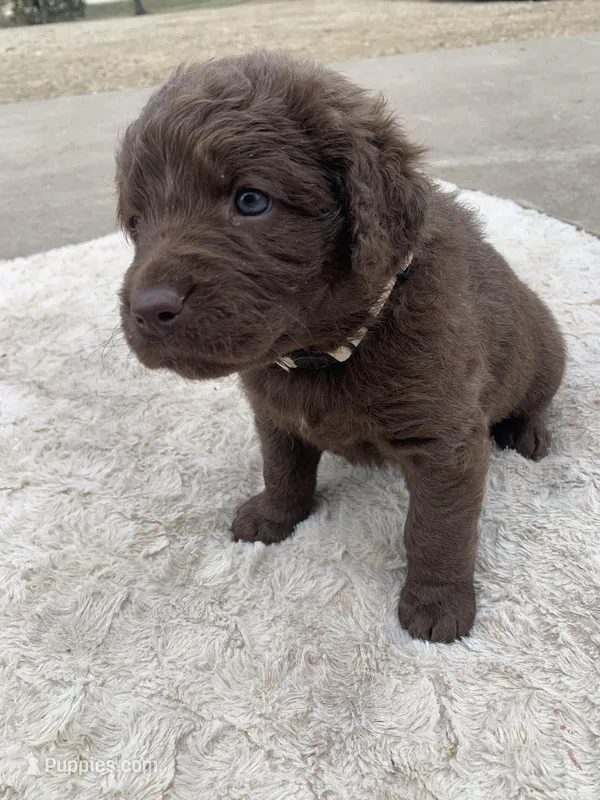 Tan – Chesapeake Bay Retriever puppy for sale in Beldenville, WI