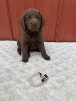 Tan, a female Chesapeake Bay Retriever for sale in Beldenville, WI – Photo 2 of 2