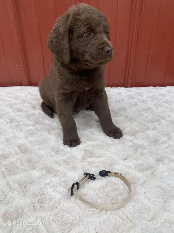 Tan – Chesapeake Bay Retriever puppy for sale in Beldenville, WI