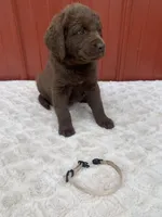 Tan, a female Chesapeake Bay Retriever for sale in Beldenville, WI – Photo 1 of 2