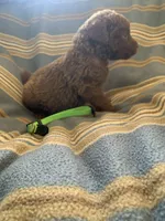 Lime, a female Chesapeake Bay Retriever for sale in Beldenville, WI – 3 of 4