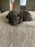 1, a male Chesapeake Bay Retriever for sale in Beldenville, WI – 2 of 2