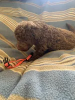 Pink, a female Chesapeake Bay Retriever for sale in Beldenville, WI – 3 of 4