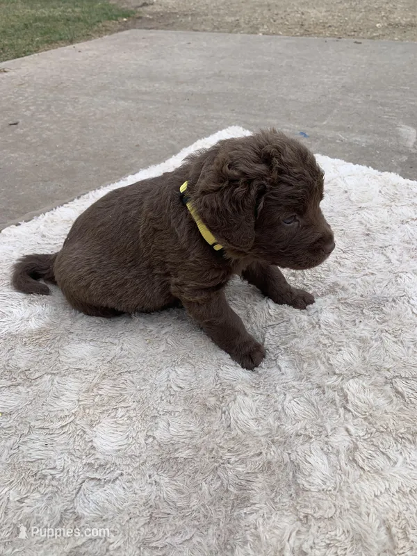 Yellow  – Chesapeake Bay Retriever puppy for sale in Beldenville, WI