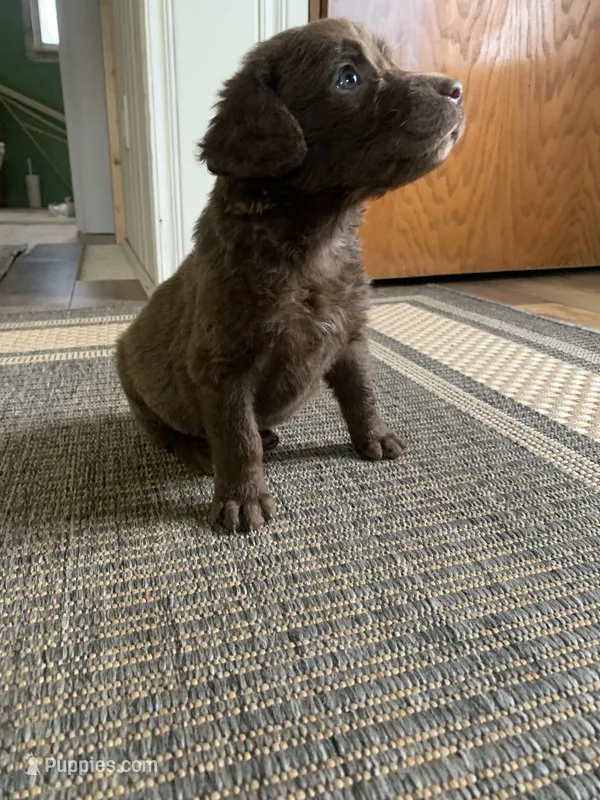 Orange  – Chesapeake Bay Retriever puppy for sale in Beldenville, WI