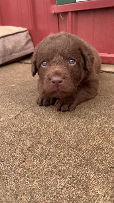 Tug, a male Chesapeake Bay Retriever for sale in Beldenville, WI – 7 of 7