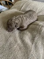 8, a female Chesapeake Bay Retriever for sale in Beldenville, WI – 2 of 2