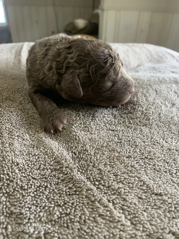 5 – Chesapeake Bay Retriever puppy for sale in Beldenville, WI