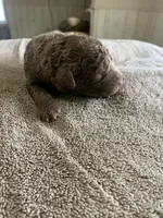 5, a female Chesapeake Bay Retriever for sale in Beldenville, WI – 1 of 2