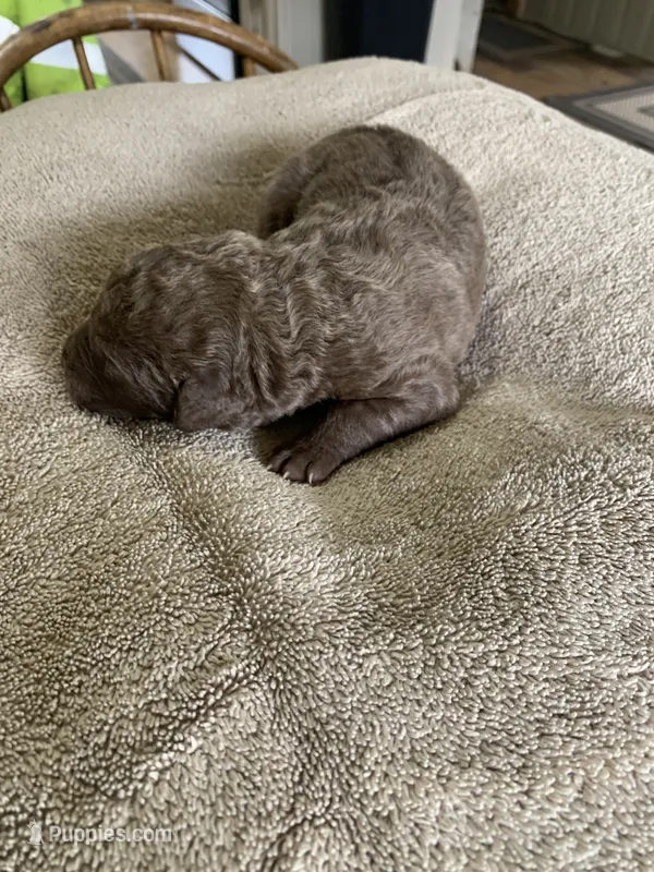 2 – Chesapeake Bay Retriever puppy for sale in Beldenville, WI
