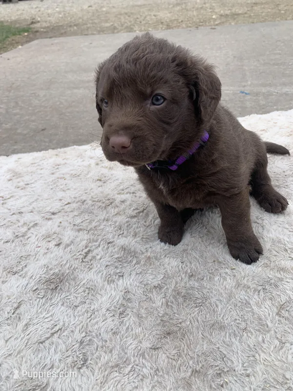 Purple  – Chesapeake Bay Retriever puppy for sale in Beldenville, WI