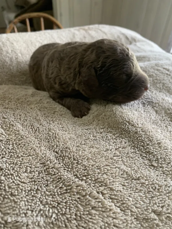 8 – Chesapeake Bay Retriever puppy for sale in Beldenville, WI