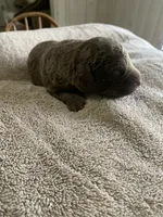 8, a female Chesapeake Bay Retriever for sale in Beldenville, WI – 1 of 2
