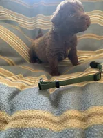 Green, a female Chesapeake Bay Retriever for sale in Beldenville, WI – 4 of 4