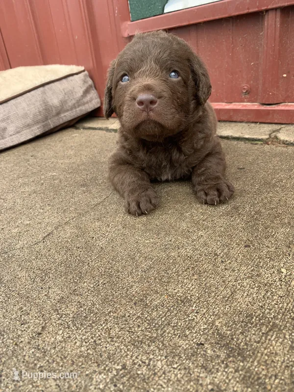 Tug – Chesapeake Bay Retriever puppy for sale in Beldenville, WI