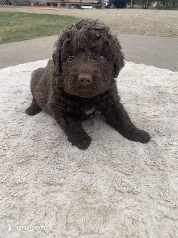 Black – Chesapeake Bay Retriever puppy for sale in Beldenville, WI