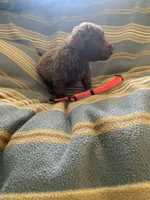 Pink, a female Chesapeake Bay Retriever for sale in Beldenville, WI – 4 of 4