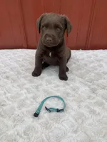 Turquoise , a male Chesapeake Bay Retriever for sale in Beldenville, WI – Photo 2 of 2