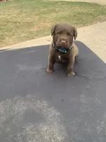 Turquoise , a male Chesapeake Bay Retriever for sale in Beldenville, WI – Photo 1 of 2