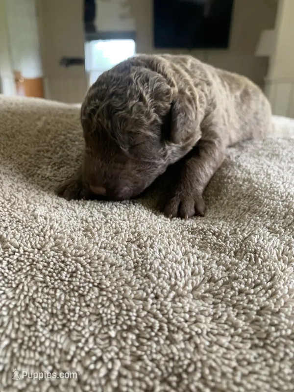 7 – Chesapeake Bay Retriever puppy for sale in Beldenville, WI