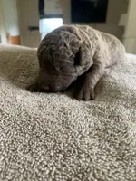 7, a female Chesapeake Bay Retriever for sale in Beldenville, WI – 1 of 2