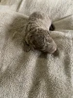 9, a female Chesapeake Bay Retriever for sale in Beldenville, WI – 2 of 2