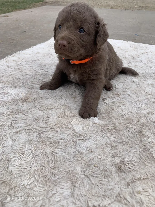 Orange – Chesapeake Bay Retriever puppy for sale in Beldenville, WI