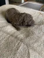 2, a male Chesapeake Bay Retriever for sale in Beldenville, WI – 2 of 2