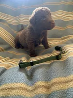 Green, a female Chesapeake Bay Retriever for sale in Beldenville, WI – 3 of 4