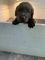 Tug, a male Chesapeake Bay Retriever for sale in Beldenville, WI – 5 of 7
