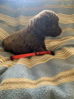 Red, a female Chesapeake Bay Retriever for sale in Beldenville, WI – 4 of 4