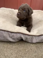 Tug, a male Chesapeake Bay Retriever for sale in Beldenville, WI – 3 of 7