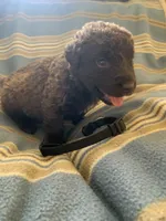 Black, a female Chesapeake Bay Retriever for sale in Beldenville, WI – 3 of 4