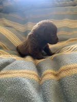 Orange , a male Chesapeake Bay Retriever for sale in Beldenville, WI – 3 of 4