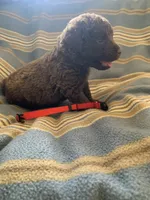Red, a female Chesapeake Bay Retriever for sale in Beldenville, WI – 3 of 4