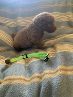 Lime, a female Chesapeake Bay Retriever for sale in Beldenville, WI – 4 of 4