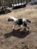 Puppy #2, a male Australian Shepherd for sale in Willow River, MN – Photo 2 of 2