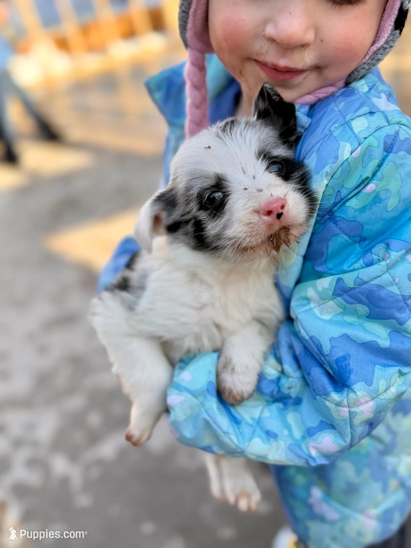 Puppy #2, a male Australian Shepherd for sale in Willow River, MN – Photo 1 of 2