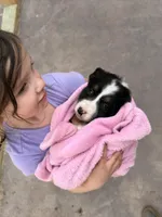 Puppy #3, a male Australian Shepherd for sale in Willow River, MN – Photo 2 of 3