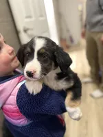 Puppy #3, a male Australian Shepherd for sale in Willow River, MN – Photo 3 of 3