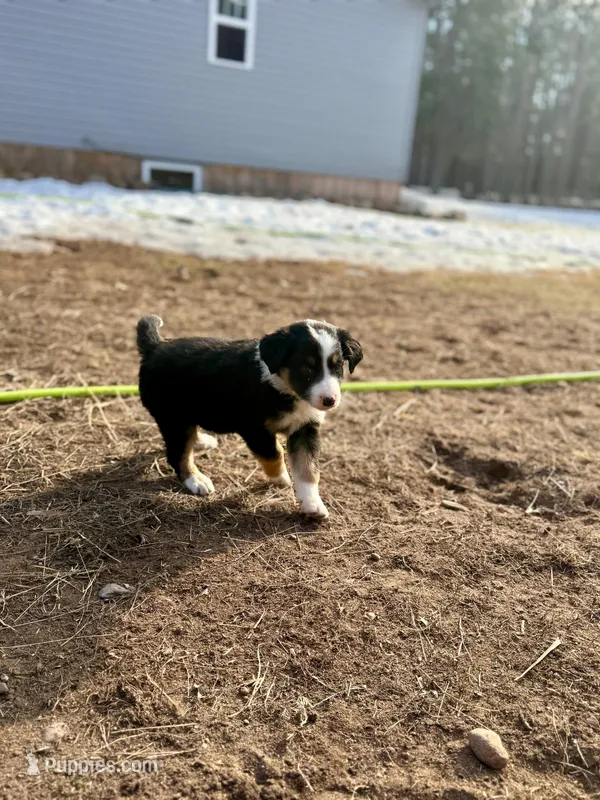 Puppy #3 – Australian Shepherd puppy for sale in Willow River, MN