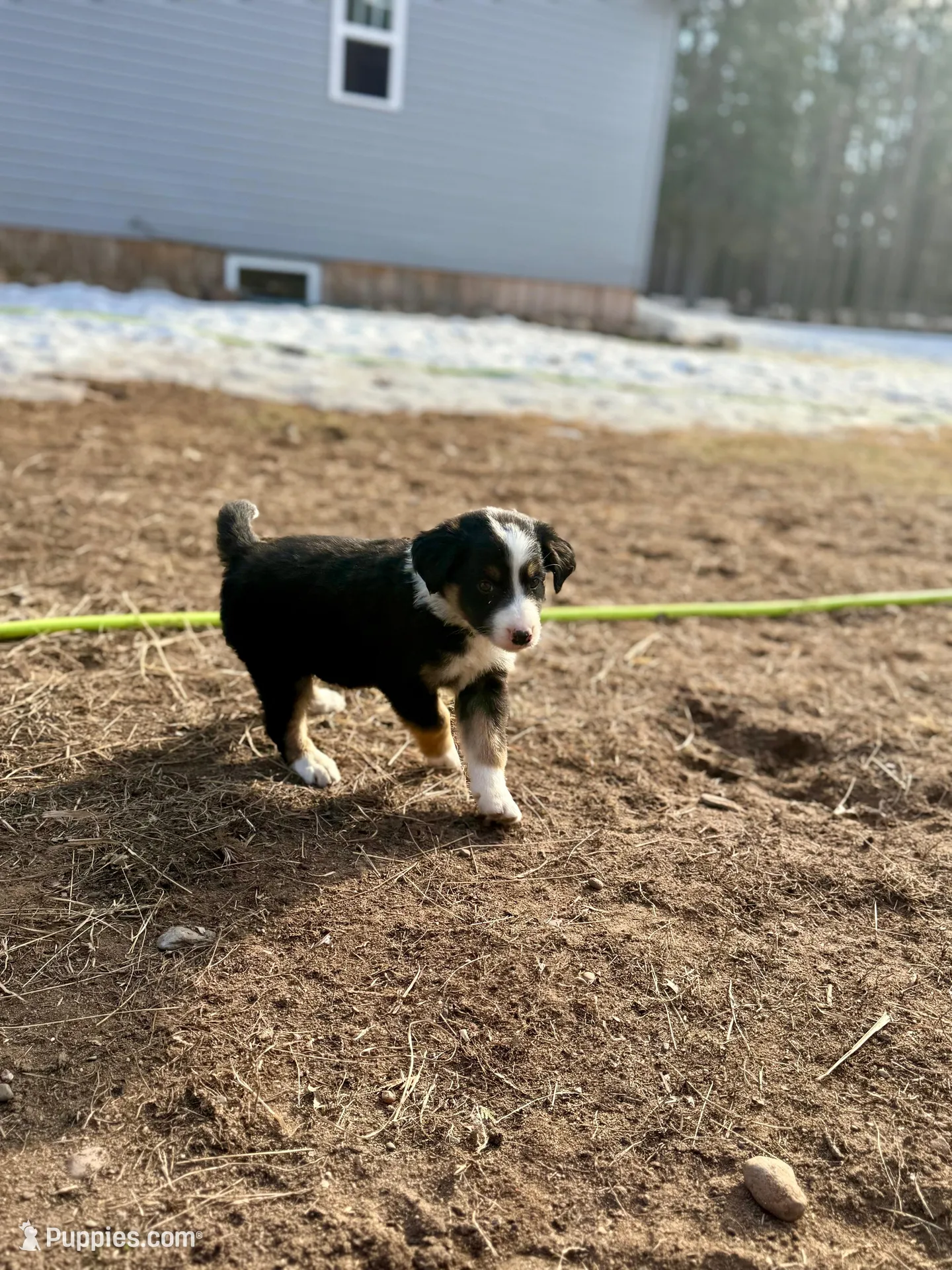 Puppy #3, a male Australian Shepherd for sale in Willow River, MN – Photo 1 of 3