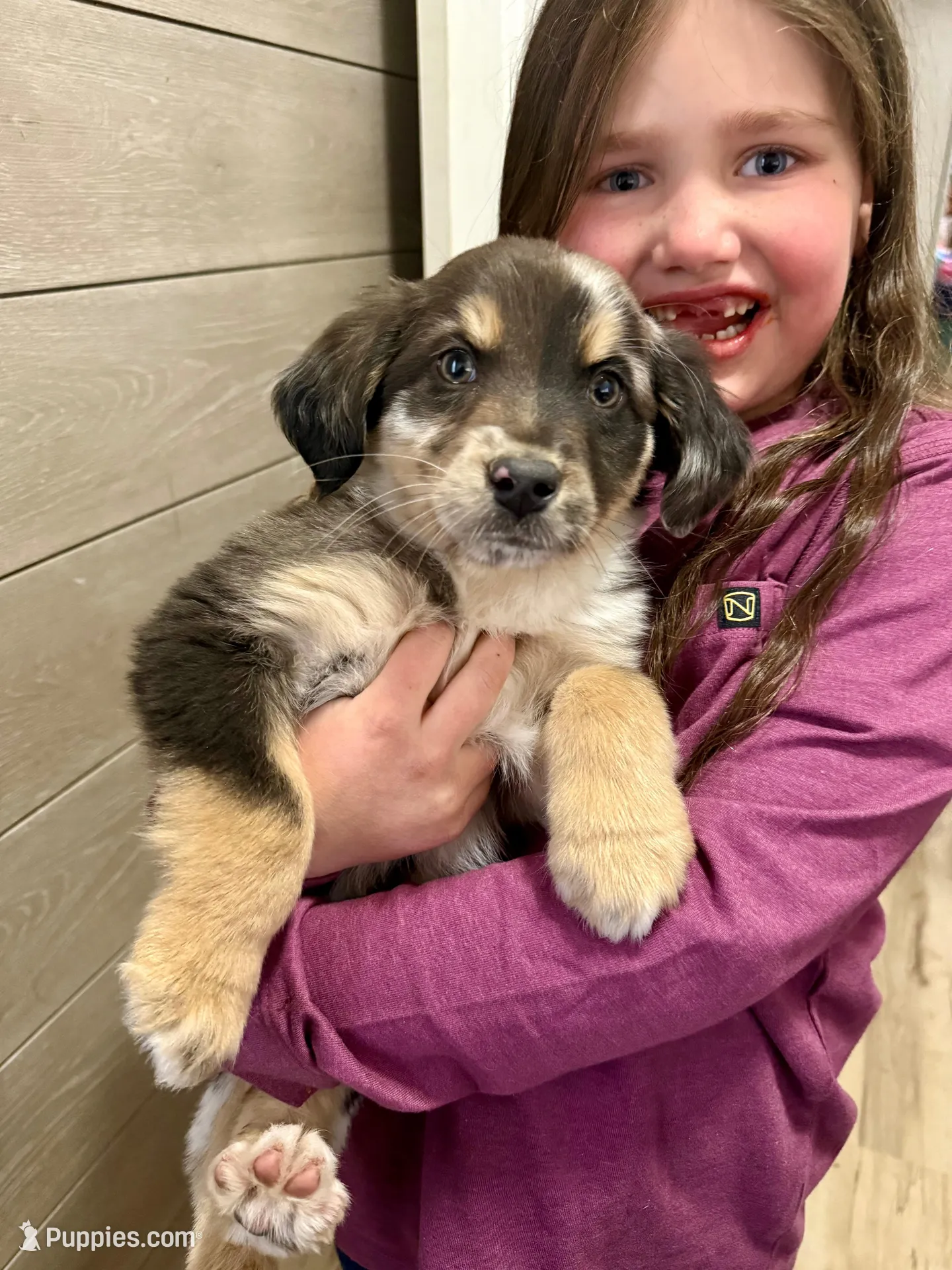 Puppy #1, a male Australian Shepherd for sale in Willow River, MN – Photo 2 of 2